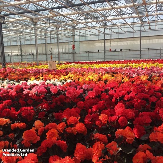 Begonia x tuberhybrida 'Nonstop Mocca Mixed'