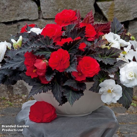 Begonia x tuberhybrida 'Nonstop Mocca Mixed'