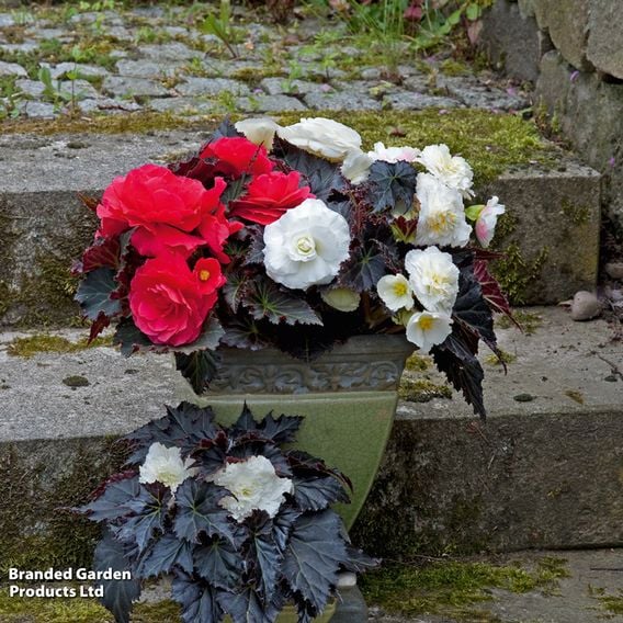 Begonia x tuberhybrida 'Nonstop Mocca Mixed'