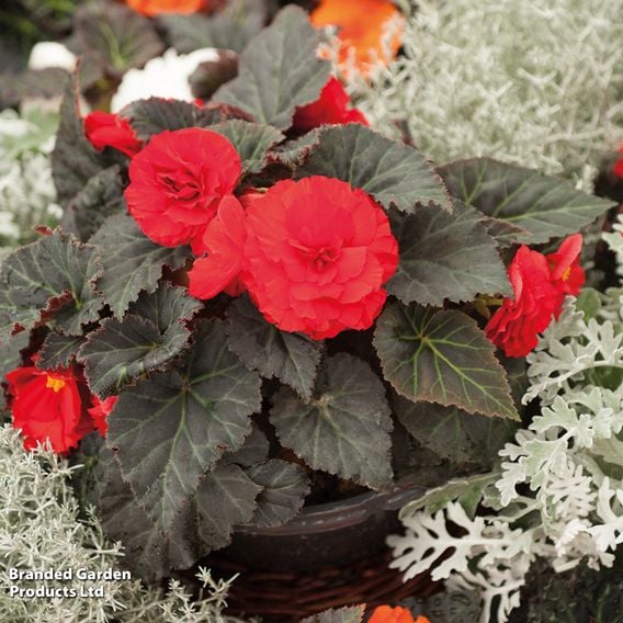 Begonia x tuberhybrida 'Nonstop Mocca Mixed'