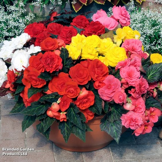 Begonia x tuberhybrida 'Nonstop Mocca Mixed'