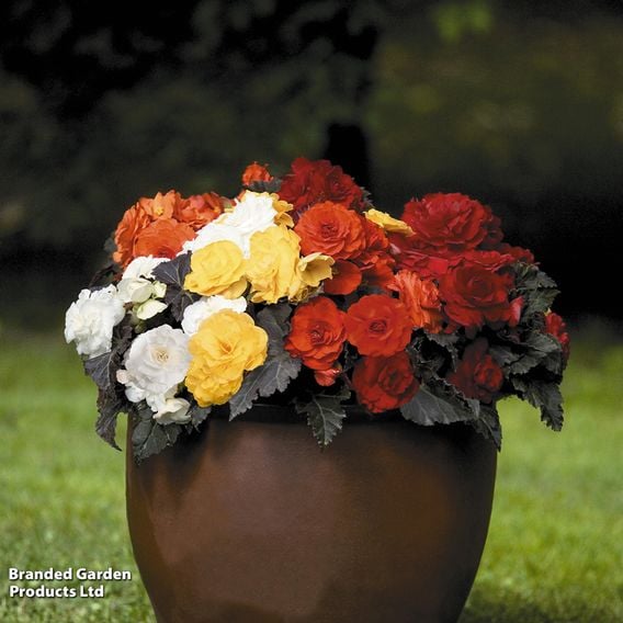 Begonia x tuberhybrida 'Nonstop Mocca Mixed'