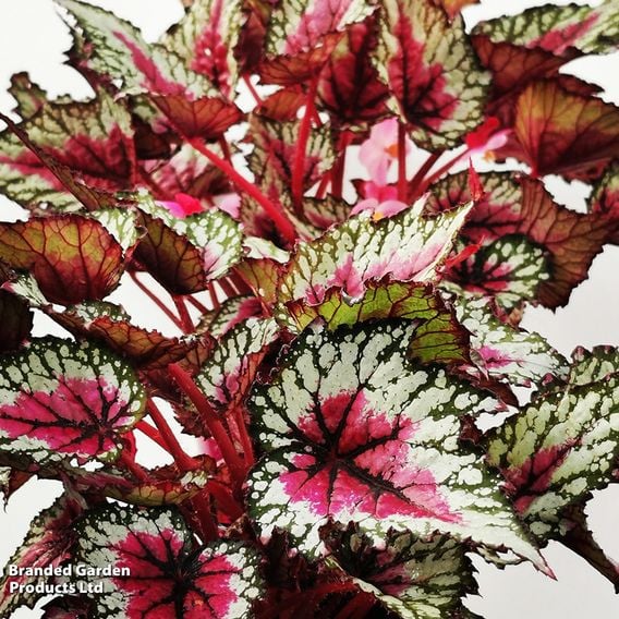 Begonia rex 'Moulin Rouge'