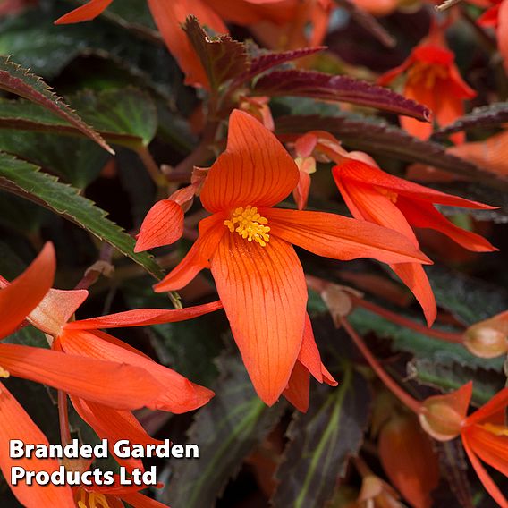 Begonia 'Bossa Nova Night Fever Papaya'