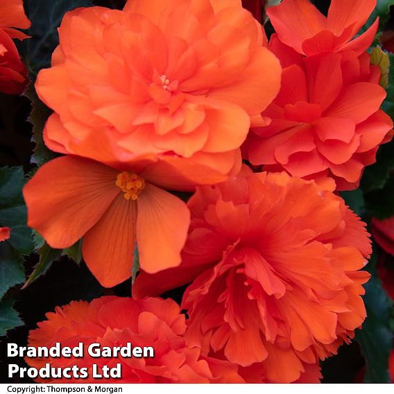 Begonia Nonstop Joy Mix