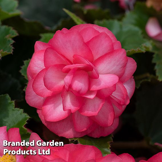 Begonia 'Nonstop Rose Petticoat'