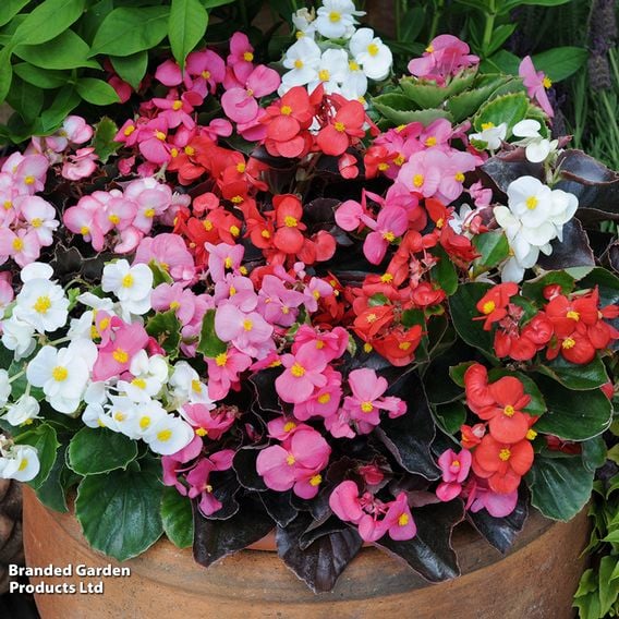Begonia semperflorens 'Organdy Mixed' F1