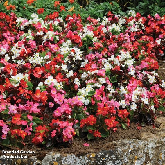 Begonia semperflorens 'Organdy Mixed' F1