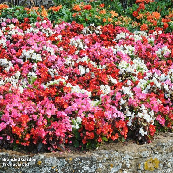 Begonia semperflorens 'Organdy Mixed' F1