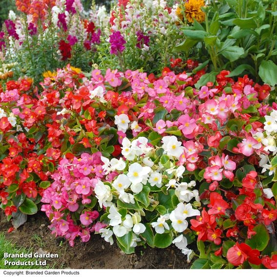 Begonia semperflorens 'Organdy Mixed' F1