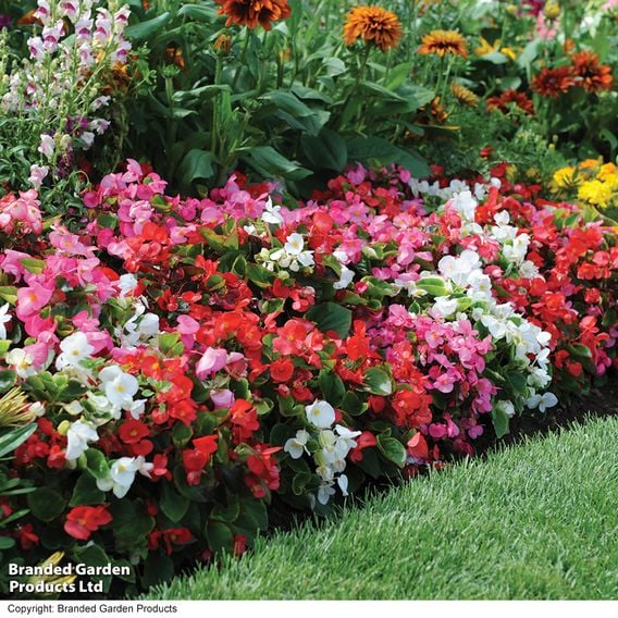 Begonia semperflorens 'Organdy Mixed' F1