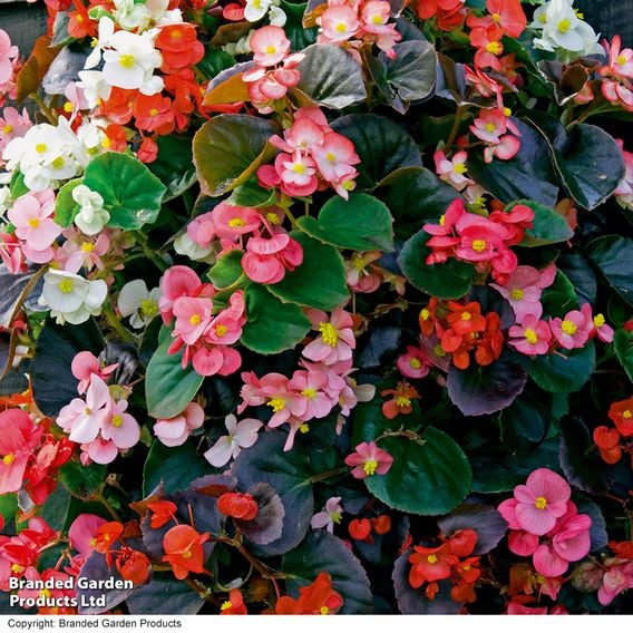 Begonia semperflorens 'Organdy Mixed' F1