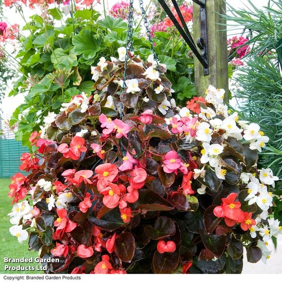 Begonia semperflorens 'Organdy Mixed' F1