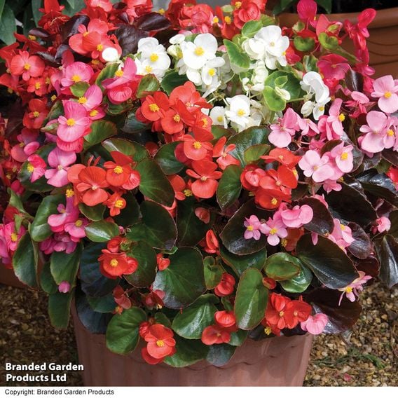 Begonia semperflorens 'Organdy Mixed' F1