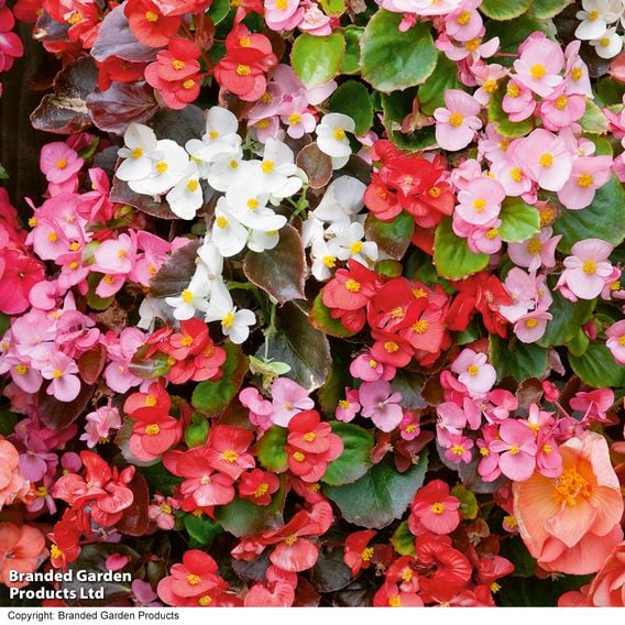 Begonia semperflorens 'Organdy Mixed' F1
