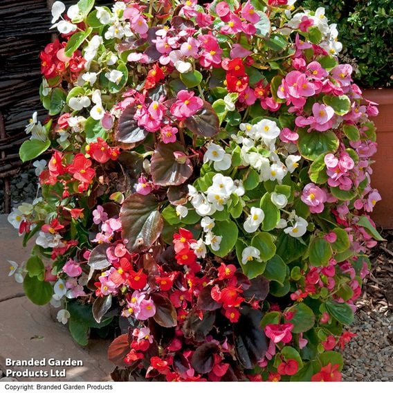 Begonia semperflorens 'Organdy Mixed' F1