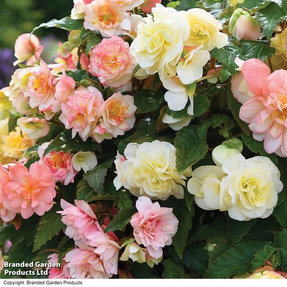 Begonia 'Nonstop Joy Peaches + Dreams'