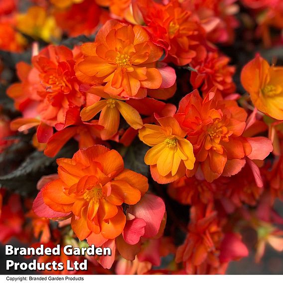 Begonia iconia 'Citrus Shades Collection'