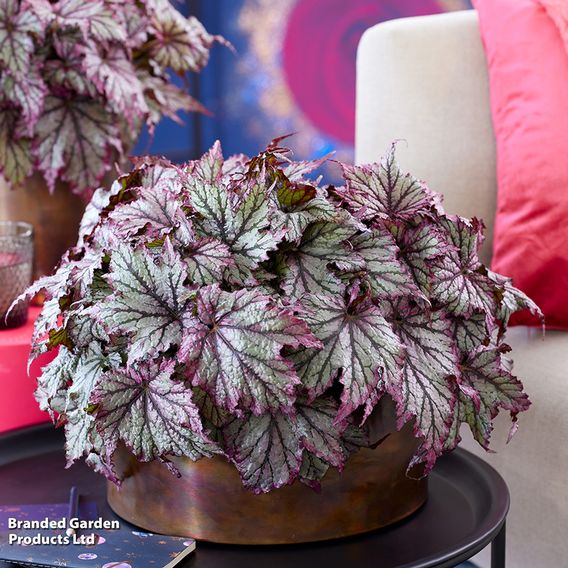 Blossoms in Harmony Collection