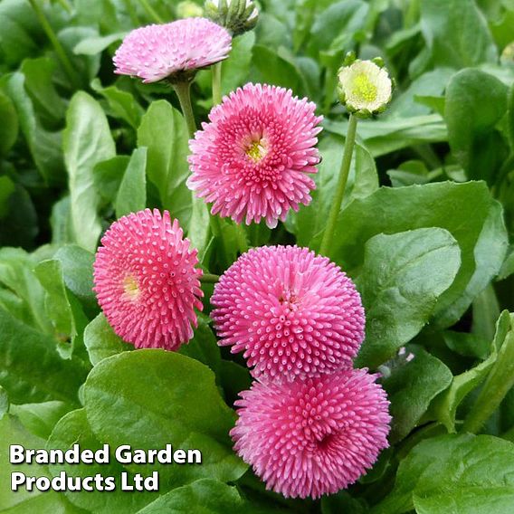 Bellis perennis 'Rose'