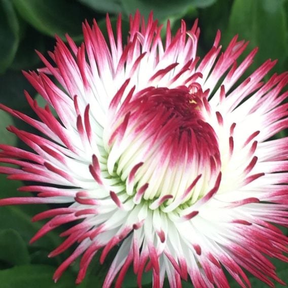 Bellis 'Habanera White with Red Tips'