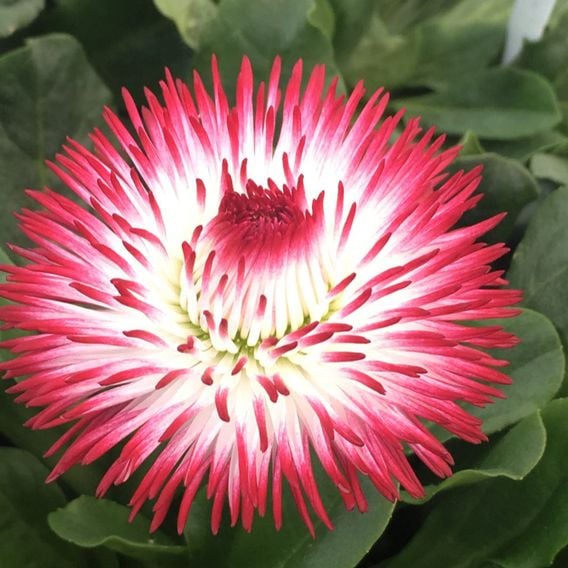 Bellis 'Habanera White with Red Tips'