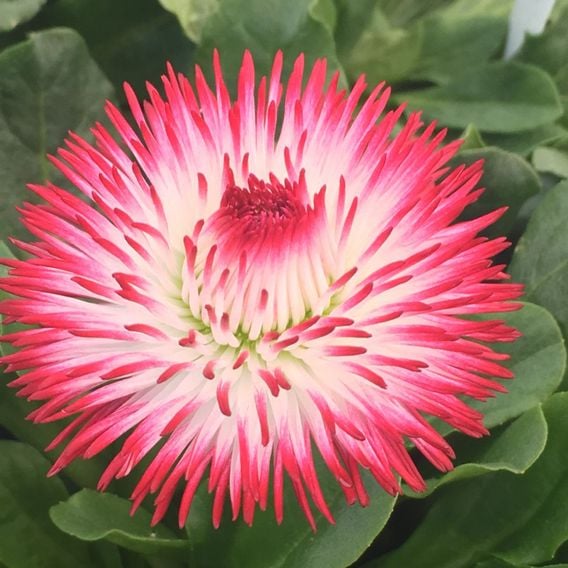Bellis 'Habanera White with Red Tips'