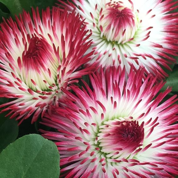 Bellis 'Habanera White with Red Tips'