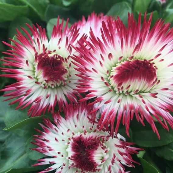 Bellis 'Habanera White with Red Tips'
