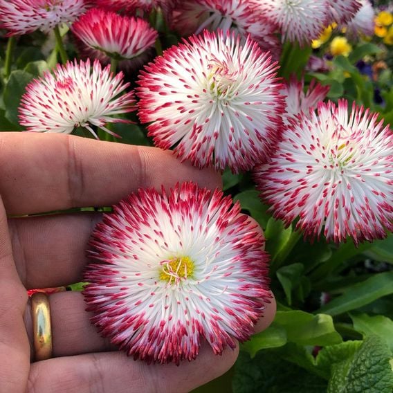 Bellis 'Habanera White with Red Tips'