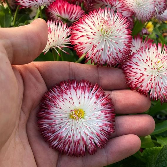 Bellis 'Habanera White with Red Tips'