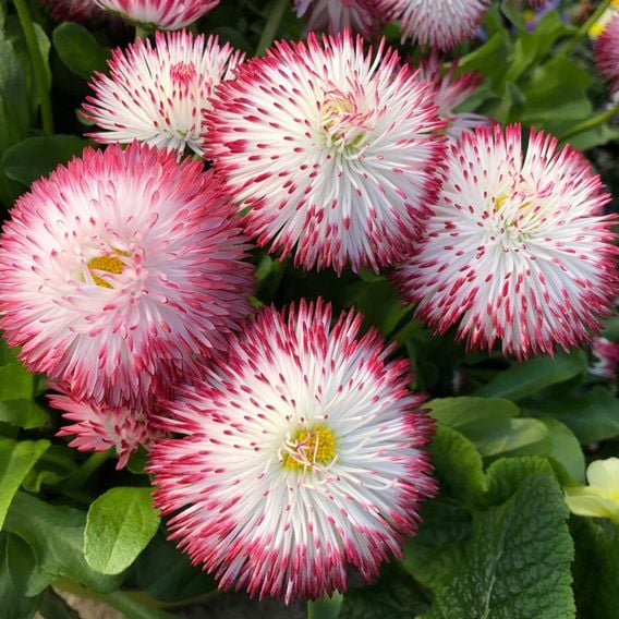 Bellis 'Habanera White with Red Tips'