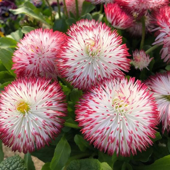 Bellis 'Habanera White with Red Tips'