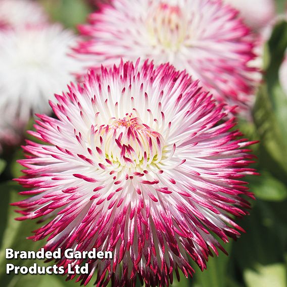 Bellis perennis 'Pomponette' Bicolour