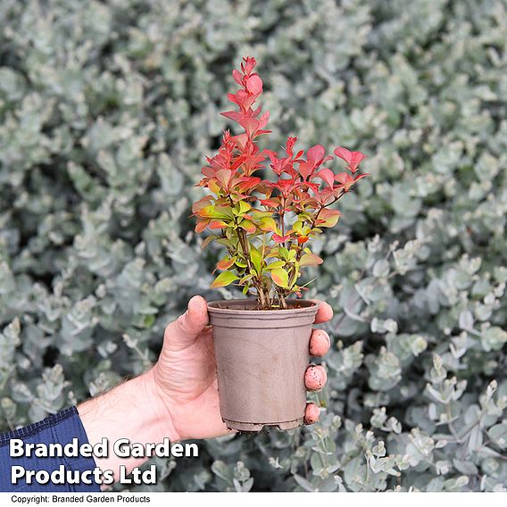 Berberis thunbergii 'Chiquita'