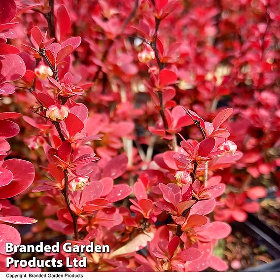 Berberis thunbergii 'Chiquita'