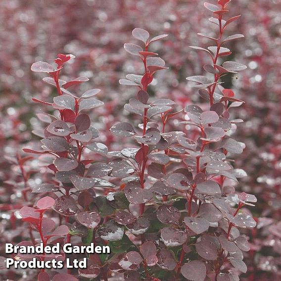 Berberis thunbergii 'Chocolate Summer'