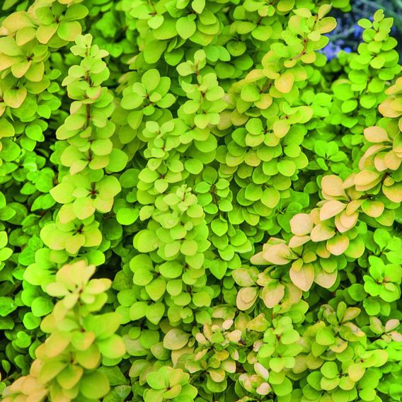 Berberis thunbergii 'Maria'