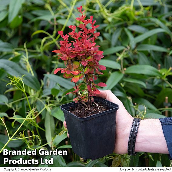 Berberis 'Orange Sunrise'