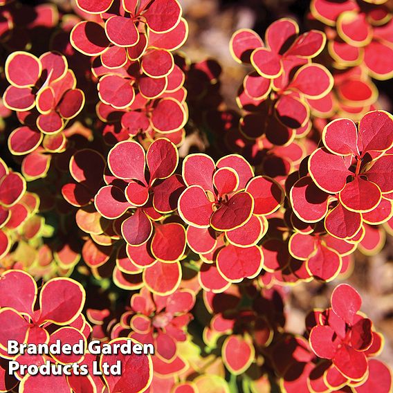 Berberis 'Orange Sunrise'