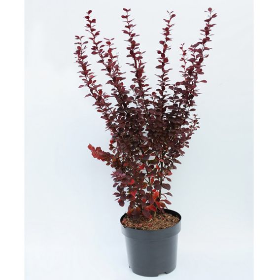 Berberis thunbergii f. atropurpurea 'Orange Rocket'