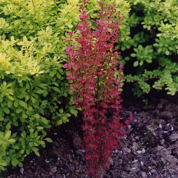Berberis thunbergii f. atropurpurea 'Orange Rocket'
