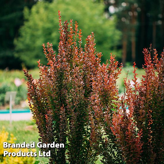 Berberis thunbergii f. atropurpurea 'Red Rocket'