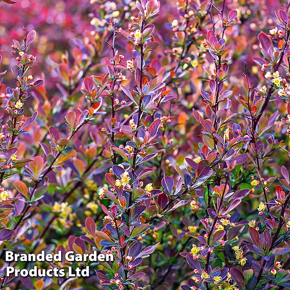 Berberis thunbergii f. atropurpurea 'Red Rocket'