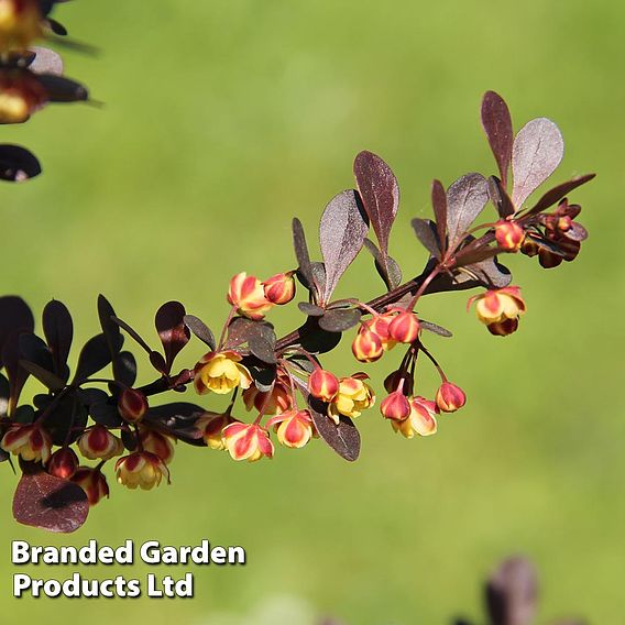 Berberis thunbergii f. atropurpurea 'Rose Glow'