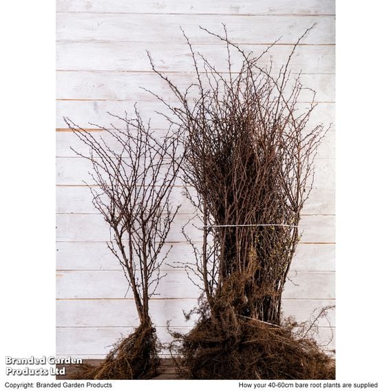 Berberis thunbergii f. atropurpurea (Hedging)