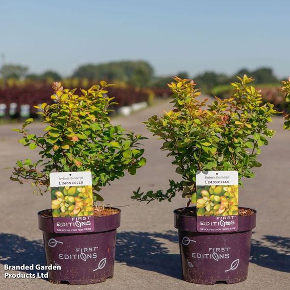 Berberis thunbergii 'Limoncello'