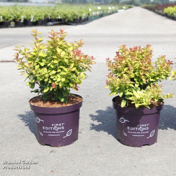 Berberis thunbergii 'Limoncello'