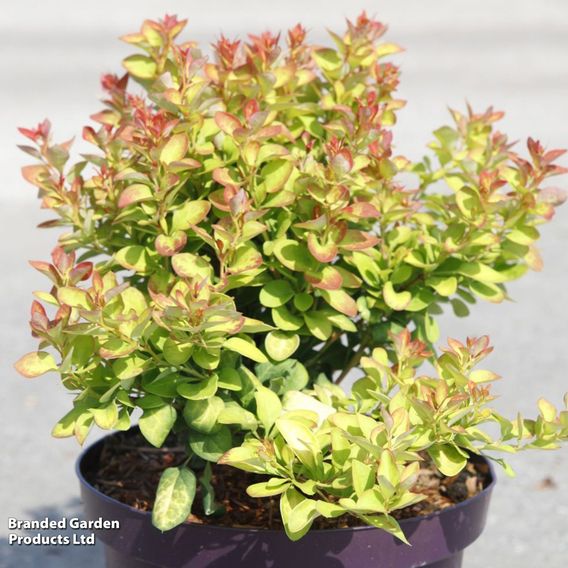 Berberis thunbergii 'Limoncello'