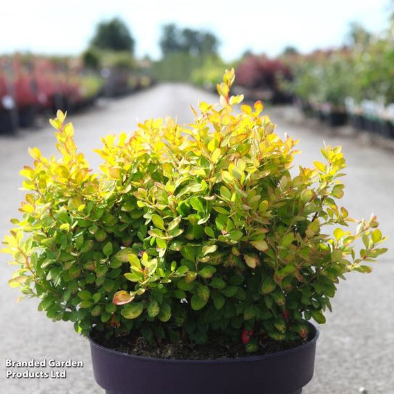 Berberis thunbergii 'Limoncello'